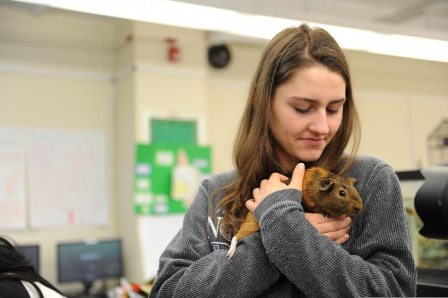 Animal Behavior also allows students to get hands on experience, by allowing them to interact with the many school pets.