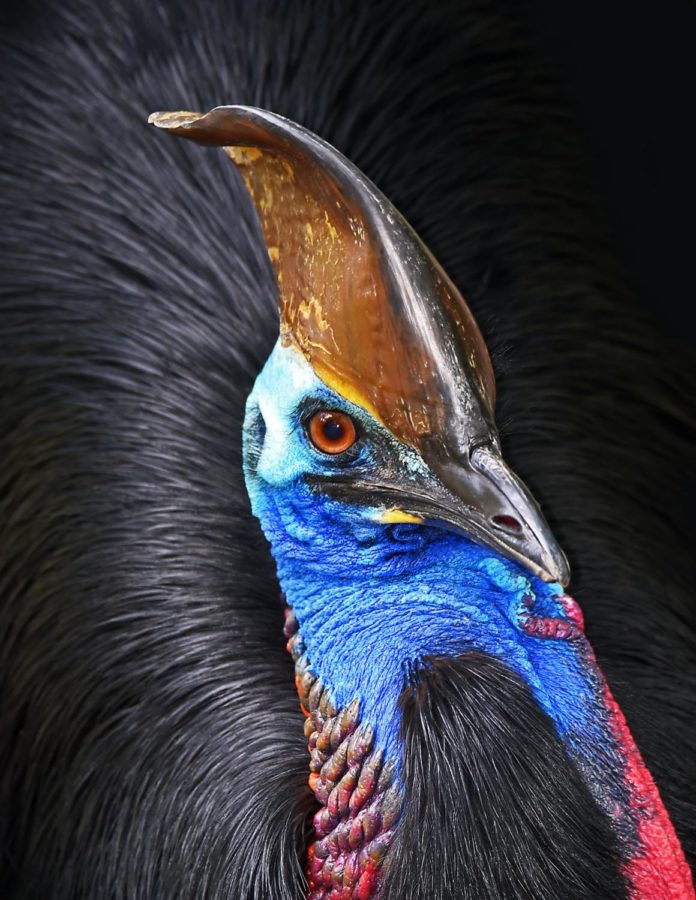 This is what a cassowary looks like.