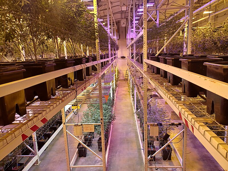Where do we draw the line with drug legalization? (Photo Credit: Photo Credit: Just Step Sideways, CC BY-SA 4.0 , via Wikimedia Commons)