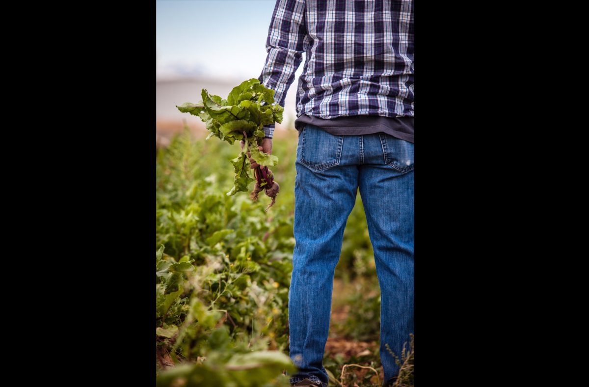New York Farmers such as Kim Snyder, an owner of a crop and dairy heifer farm in Monroe County, are starting to take out absurdly high-interest loans (7-8%) just to stay in business. (Photo Credit: Heather Gill / Unsplash)\